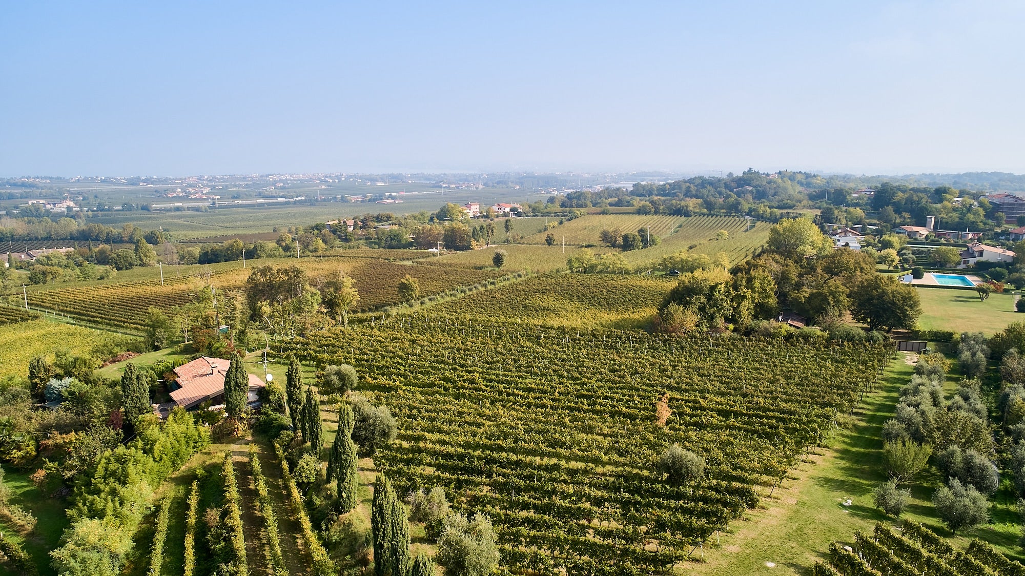 Malavasi Weingut - Lugana Weinreben