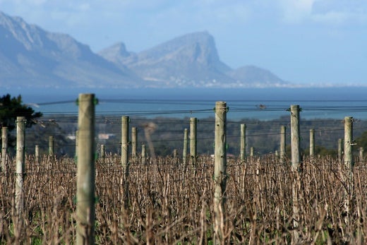 Umweltschutz: Keine Überseeweine bei winetory