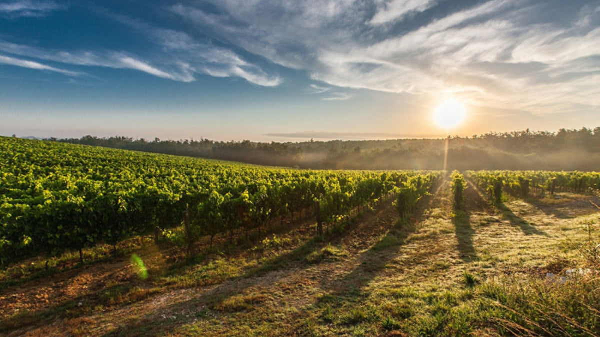 Weinland Italien erklärt