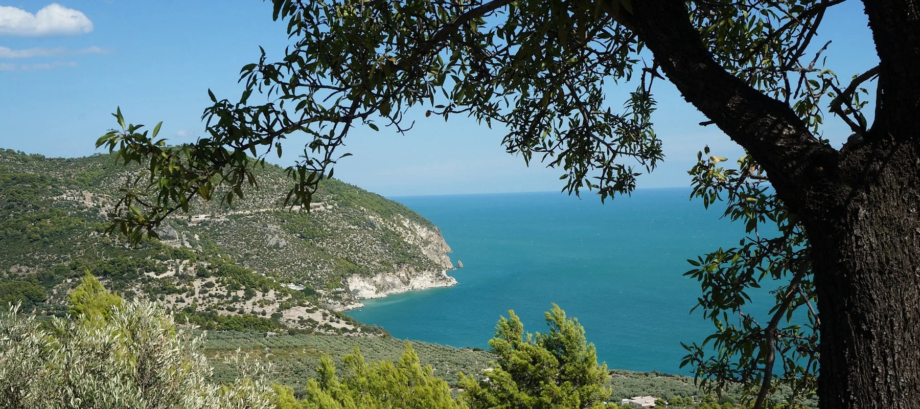 Ladogana Weine (IT) aus Apulien online kaufen