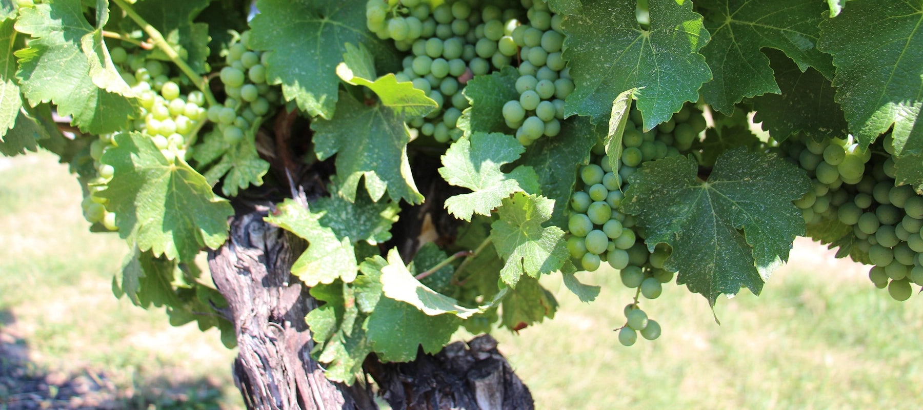 Chardonnay
