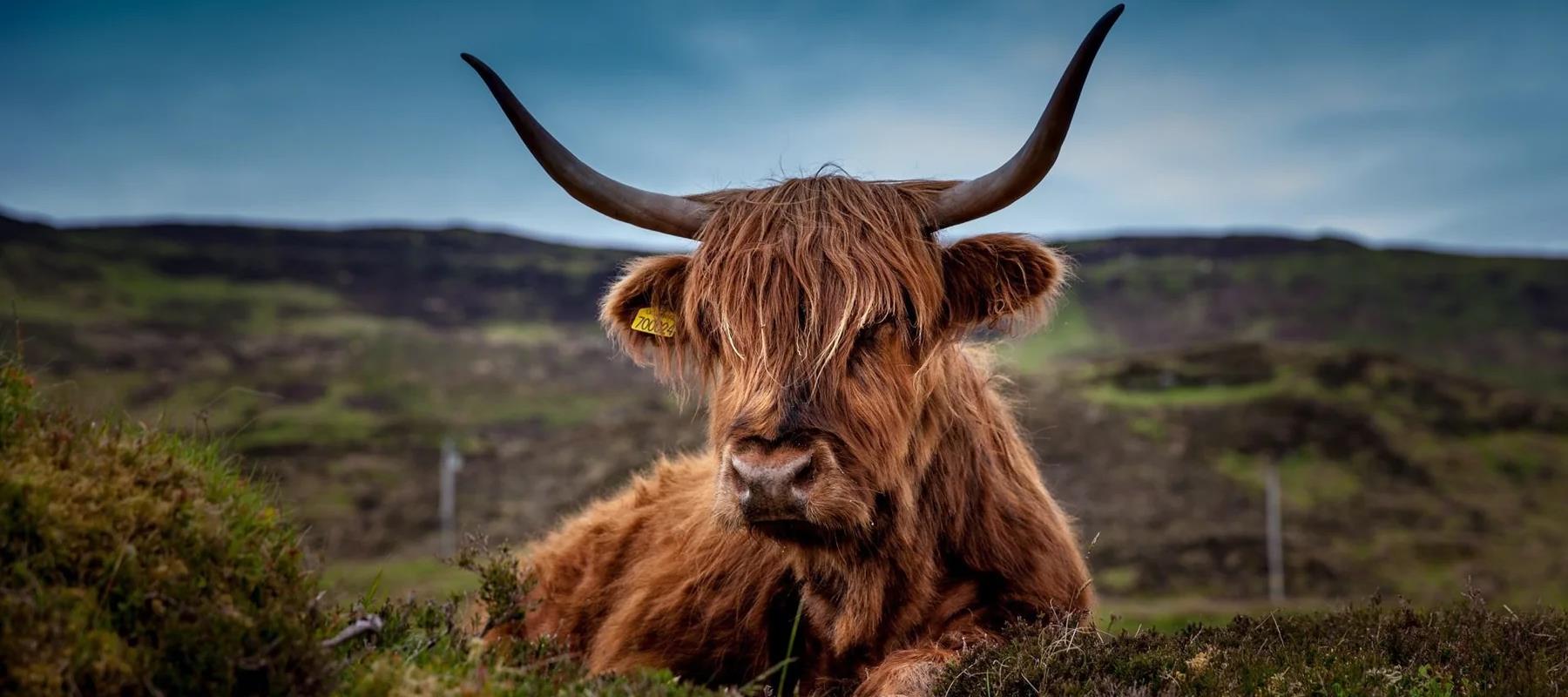 Schottische Hochlandrinder aus der Whiskyregion Schottland