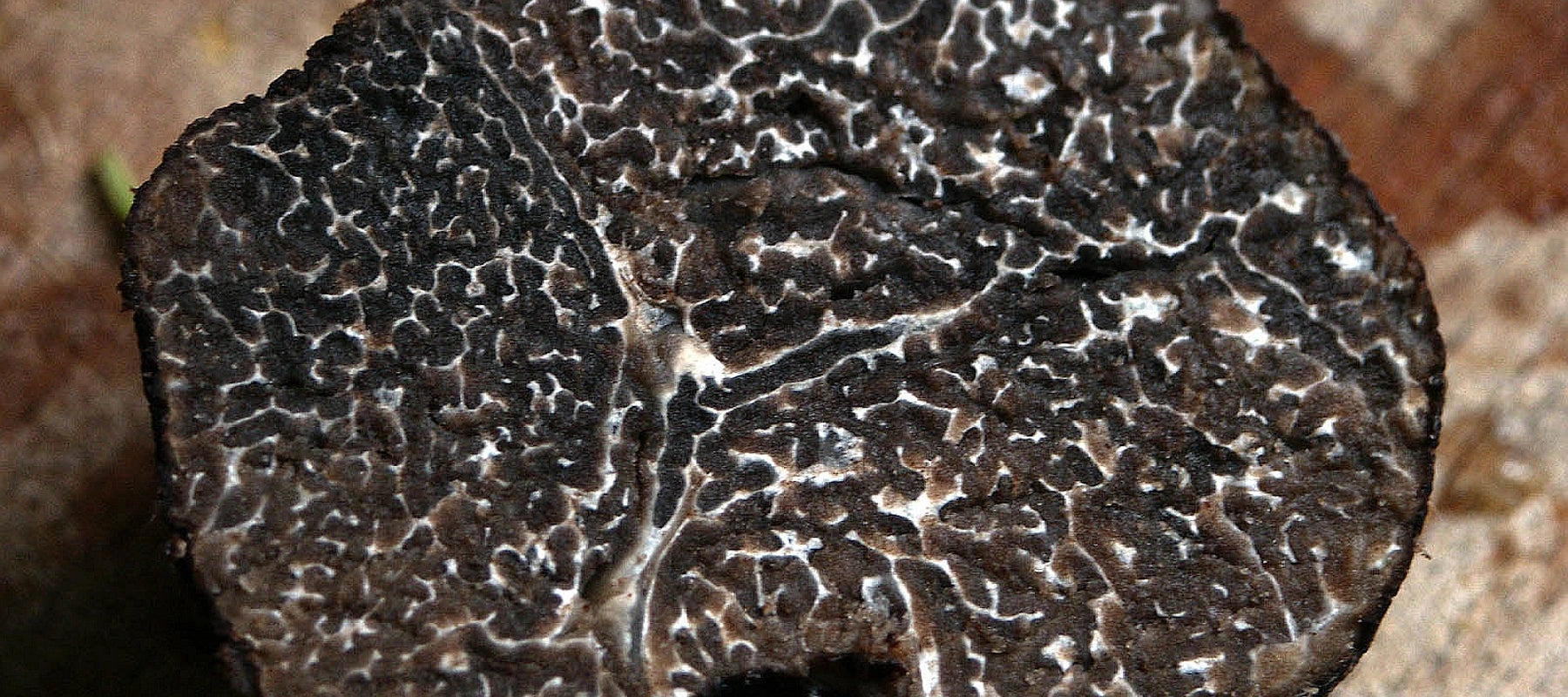 Trüffelsaucen aus Italien