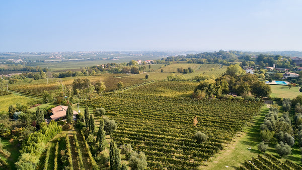 Malavasi Weingut - Lugana Weinreben