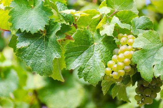 Riesling - die Königin der Weißweine