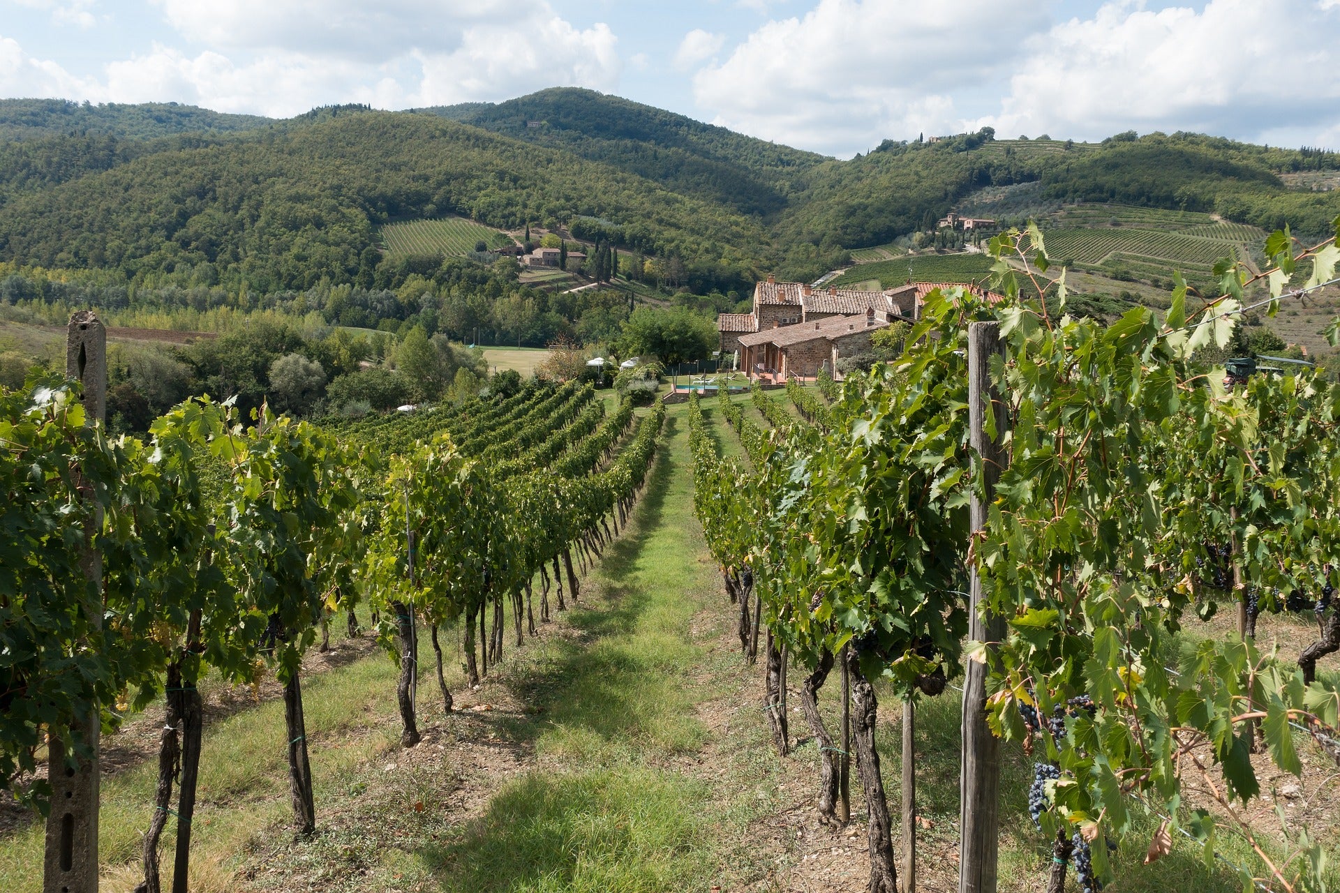 Reben für Chianti Weine aus der Toskana