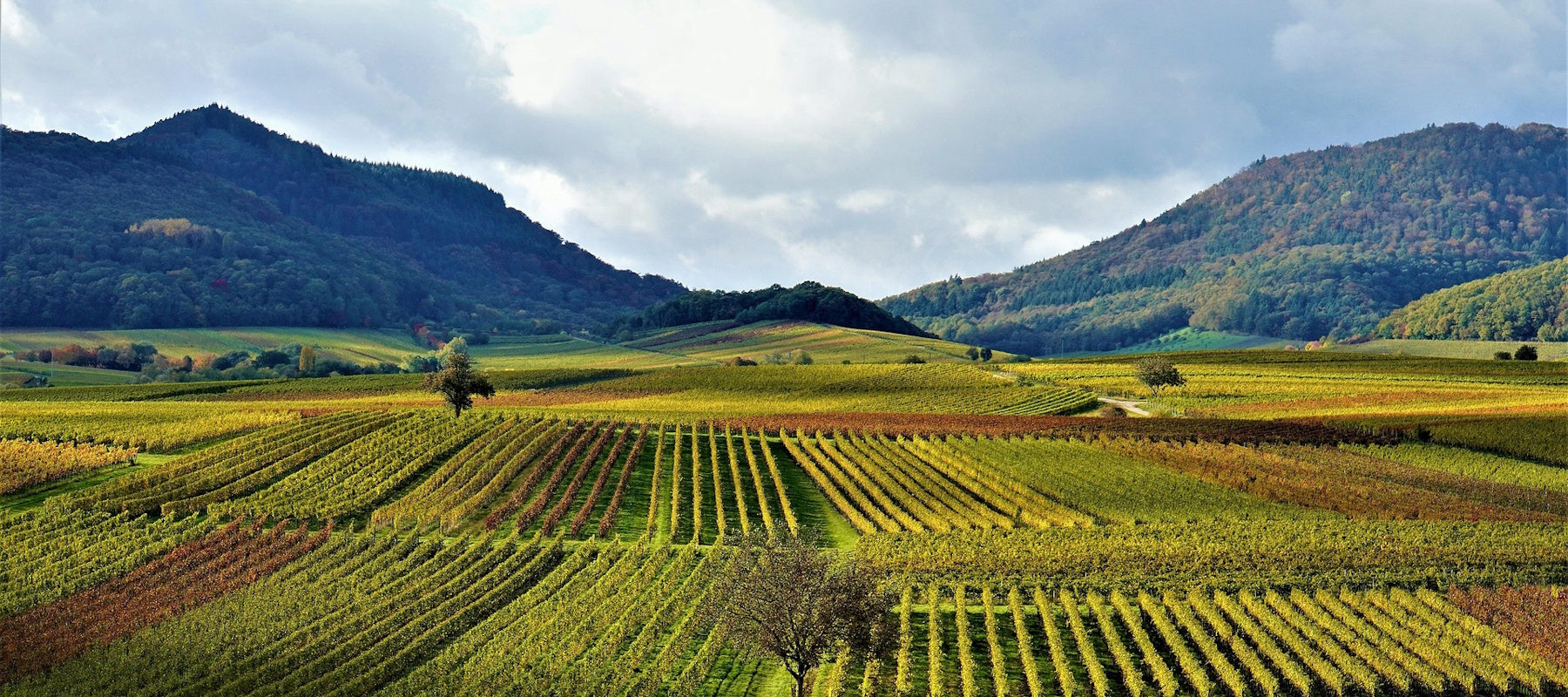 Wildner Weine & Sekte aus Rheinland-Pfalz