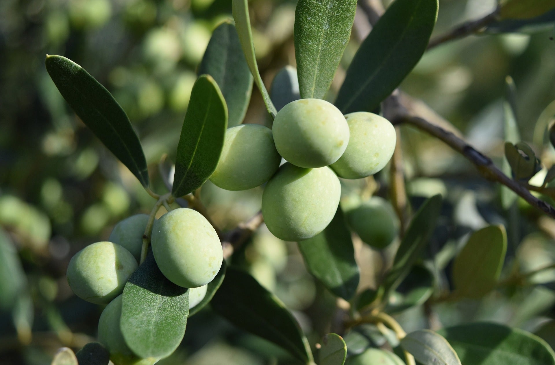 Olivenöl aus der italienischen Toskana