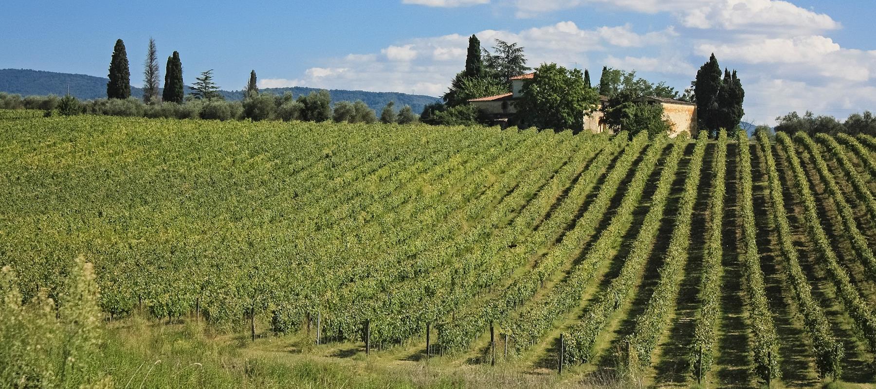 Rigoloccio Weine aus der Toskana
