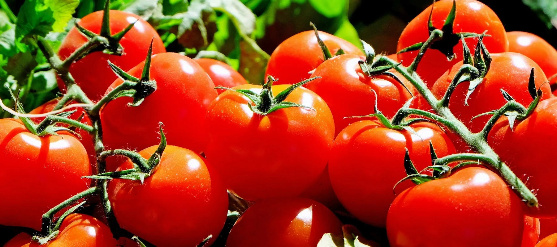 Sugo Feinkost aus italienischen Tomaten