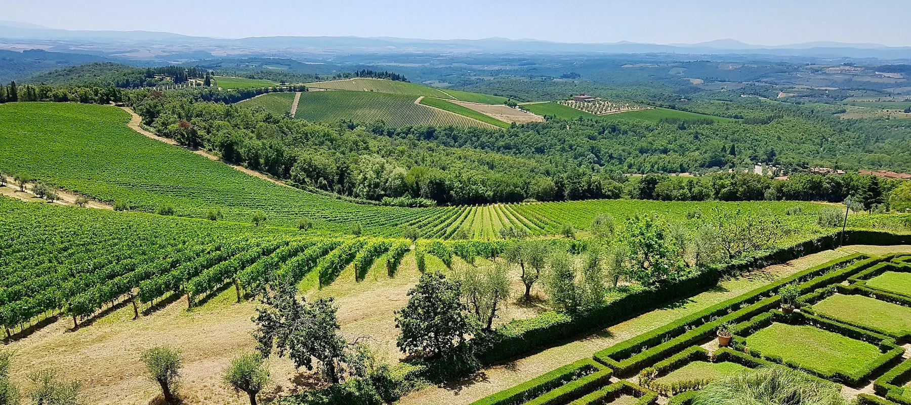 Rebsorte Sangiovese aus der Toskana