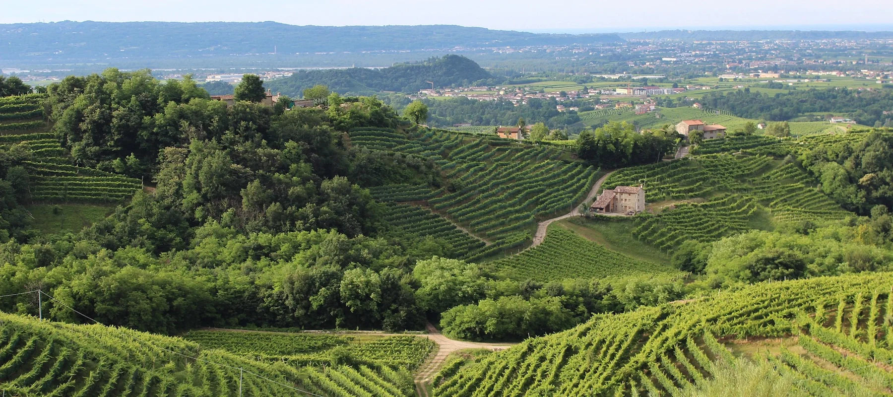 Rebsorten Corvina, Rondinella & Molinara aus Venetien