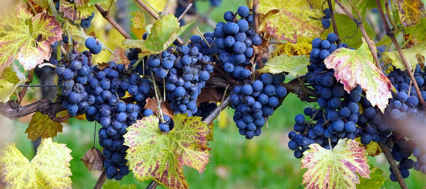 WEINE von deutschen, georgischen & italienischen Winzern