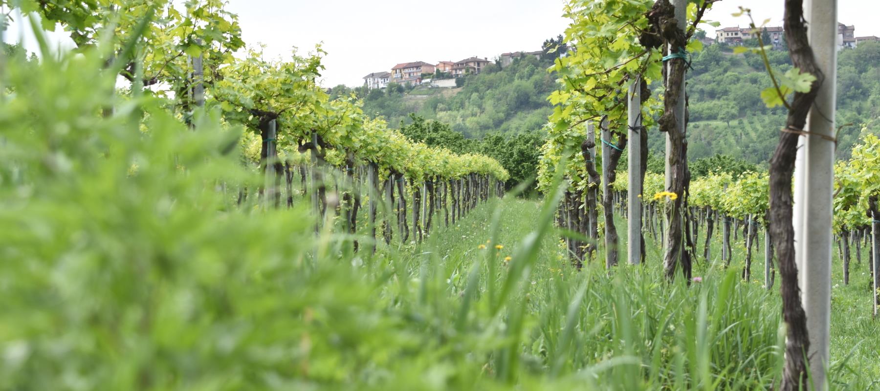 Giribaldi Weine aus dem Piemont