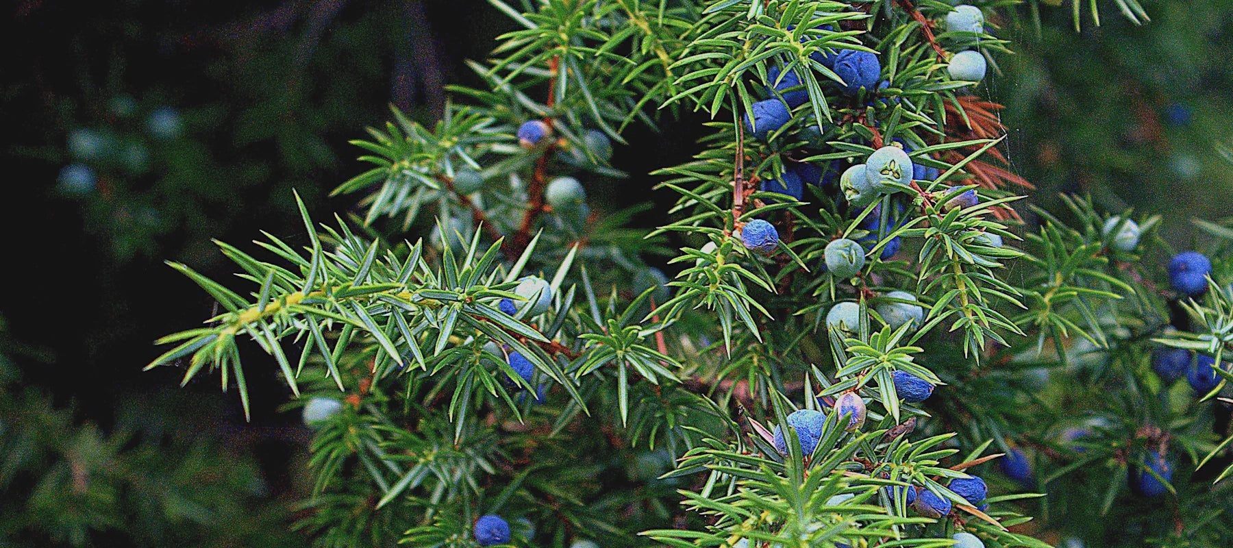 Wacholderblüten für Gin